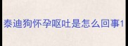泰迪狗怀孕呕吐是怎么回事