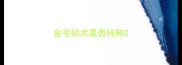 金毛幼犬是否纯种