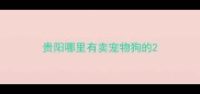 贵阳哪里有卖宠物狗的