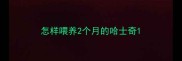 怎样喂养2个月的哈士奇