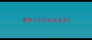 暹罗八个月应该多大