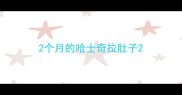 2个月的哈士奇拉肚子