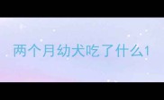 两个月幼犬吃了什么