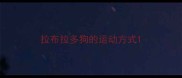 拉布拉多狗的运动方式