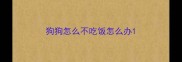 狗狗怎么不吃饭怎么办