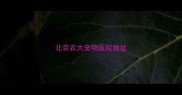 北京农大宠物医院地址