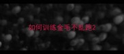 如何训练金毛不乱跑
