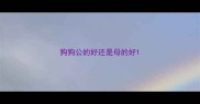 狗狗公的好还是母的好