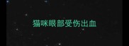 猫咪眼部受伤出血