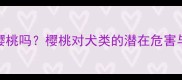 拉布拉多能吃樱桃吗樱桃对犬类的潜在危害与安全喂食指南