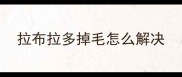 拉布拉多掉毛怎么解决