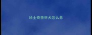 哈士奇茶杯犬怎么养