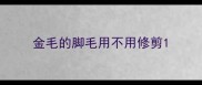 金毛的脚毛用不用修剪