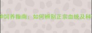 拉布拉多犬纯种饲养指南如何辨别正宗血统及科学养护全攻略