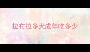 拉布拉多犬成年吃多少