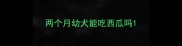 两个月幼犬能吃西瓜吗