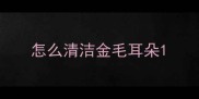 怎么清洁金毛耳朵