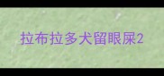 拉布拉多犬留眼屎