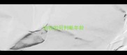 边牧如何判断年龄