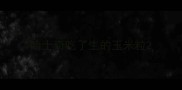 哈士奇吃了生的玉米粒