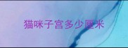 猫咪子宫多少厘米