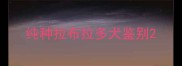 纯种拉布拉多犬鉴别