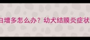 5个月金毛犬眼白增多怎么办幼犬结膜炎症状及家庭护理指南