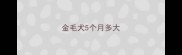 金毛犬5个月多大