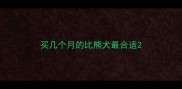 买几个月的比熊犬最合适