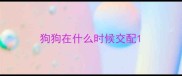 狗狗在什么时候交配