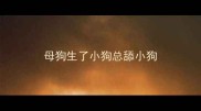 母狗生了小狗总舔小狗