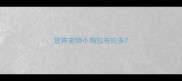 宜宾宠物小狗拉布拉多