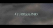 4个月整金毛体重