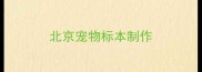 北京宠物标本制作