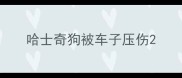 哈士奇狗被车子压伤