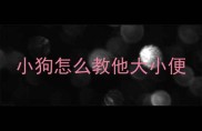 小狗怎么教他大小便