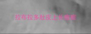 拉布拉多肚皮上长痘痘