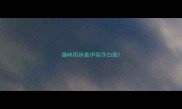 猫咪拒绝套伊丽莎白圈