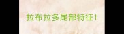 拉布拉多尾部特征