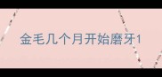 金毛几个月开始磨牙