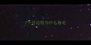 7个月边牧为什么卷毛
