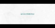 金毛幼犬眼睛浑浊