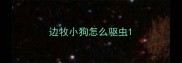 边牧小狗怎么驱虫