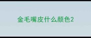 金毛嘴皮什么颜色
