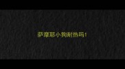 萨摩耶小狗耐热吗