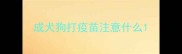 成犬狗打疫苗注意什么