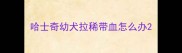 哈士奇幼犬拉稀带血怎么办