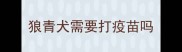 狼青犬需要打疫苗吗