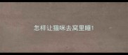怎样让猫咪去窝里睡