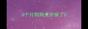 5个月狗狗犬牙掉了